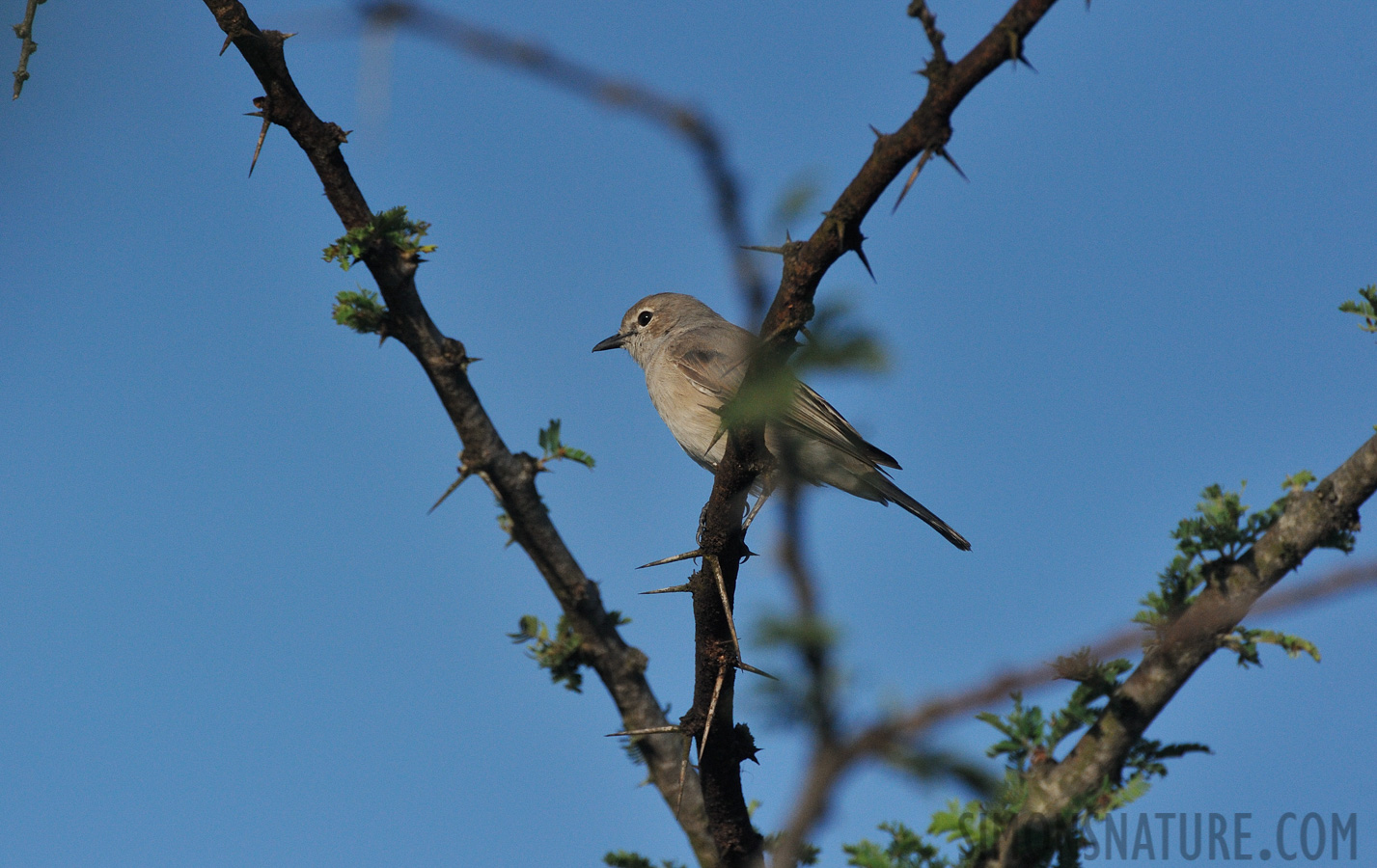 Melaenornis pallidus divisus [550 mm, 1/8000 Sek. bei f / 8.0, ISO 1600]